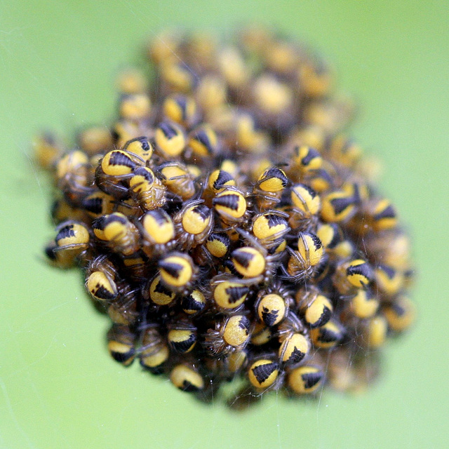 Araneus diadematus