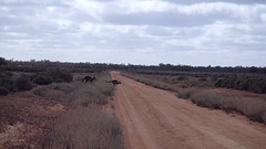 roo family crossing the road