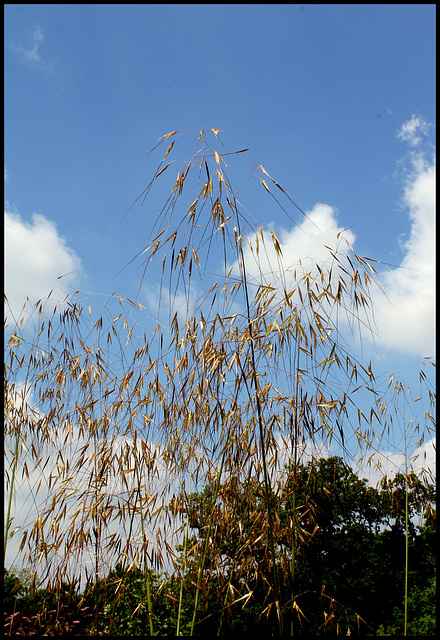 Stipa gigantea (3)
