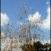 Stipa gigantea (3)