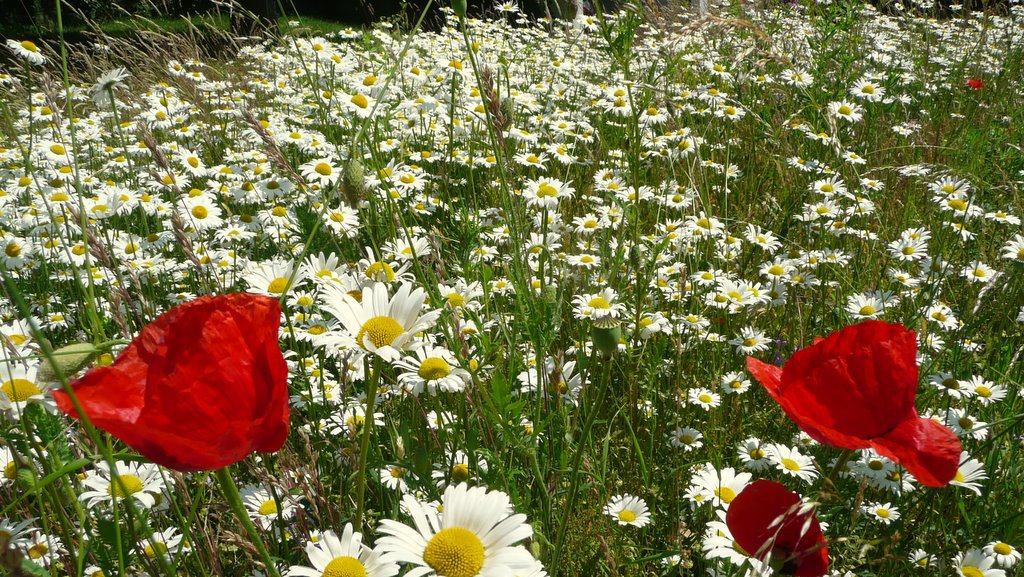 Margariten mit zwei Mohnblüten