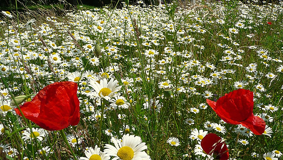 Margariten mit zwei Mohnblüten