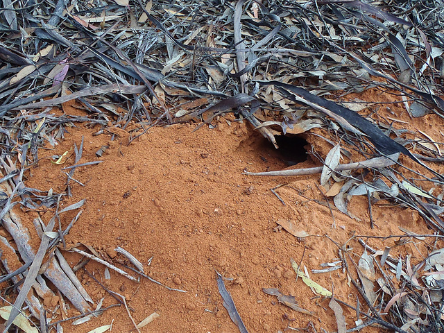 shingleback lizard home