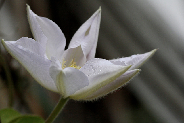 Clematite