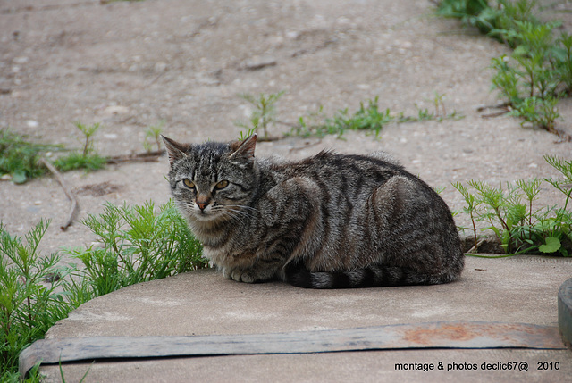 miaou en juin !