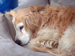 CHIEN caniculaire parisien