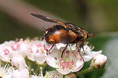 20100505 2922Mw [D~LIP] Igelfliege (Tachina fera) Bad Salzuflen