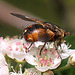 20100505 2922Mw [D~LIP] Igelfliege (Tachina fera) Bad Salzuflen