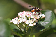 20100505 2923Mw [D~LIP] Igelfliege (Tachina fera) Bad Salzuflen