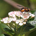 20100505 2923Mw [D~LIP] Igelfliege (Tachina fera) Bad Salzuflen