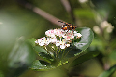 20100505 2924Mw [D~LIP] Igelfliege (Tachina fera) Bad Salzuflen