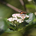 20100505 2924Mw [D~LIP] Igelfliege (Tachina fera) Bad Salzuflen