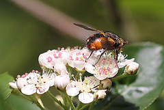 20100505 2925Mw [D~LIP] Igelfliege (Tachina fera) Bad Salzuflen