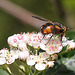 20100505 2925Mw [D~LIP] Igelfliege (Tachina fera) Bad Salzuflen