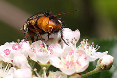 20100505 2926Mw [D~LIP] Igelfliege (Tachina fera) Bad Salzuflen