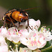 20100505 2926Mw [D~LIP] Igelfliege (Tachina fera) Bad Salzuflen