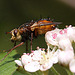 20100505 2927Mw [D~LIP] Igelfliege (Tachina fera) Bad Salzuflen