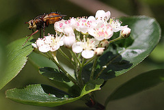 20100505 2928Mw [D~LIP] Igelfliege (Tachina fera) Bad Salzuflen