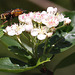 20100505 2928Mw [D~LIP] Igelfliege (Tachina fera) Bad Salzuflen