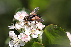 20100505 2929Mw [D~LIP] Igelfliege (Tachina fera) Bad Salzuflen