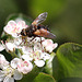 20100505 2929Mw [D~LIP] Igelfliege (Tachina fera) Bad Salzuflen