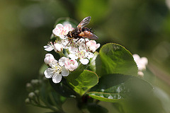 20100505 2930Mw [D~LIP] Igelfliege (Tachina fera) Bad Salzuflen