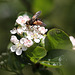 20100505 2930Mw [D~LIP] Igelfliege (Tachina fera) Bad Salzuflen