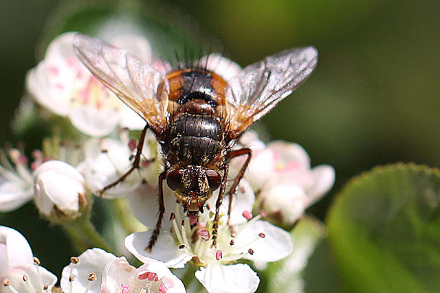 20100505 2931Mw [D~LIP] Igelfliege (Tachina fera) Bad Salzuflen