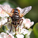 20100505 2931Mw [D~LIP] Igelfliege (Tachina fera) Bad Salzuflen