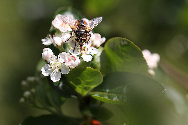 20100505 2932Mw [D~LIP] Igelfliege (Tachina fera) Bad Salzuflen