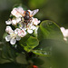 20100505 2932Mw [D~LIP] Igelfliege (Tachina fera) Bad Salzuflen