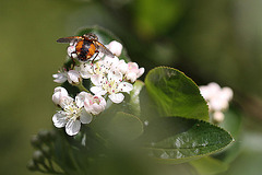 20100505 2934Mw [D~LIP] Igelfliege (Tachina fera) Bad Salzuflen