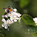 20100505 2934Mw [D~LIP] Igelfliege (Tachina fera) Bad Salzuflen