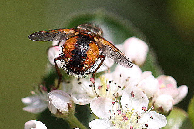 20100505 2933Mw [D~LIP] Igelfliege (Tachina fera) Bad Salzuflen