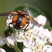 20100505 2933Mw [D~LIP] Igelfliege (Tachina fera) Bad Salzuflen