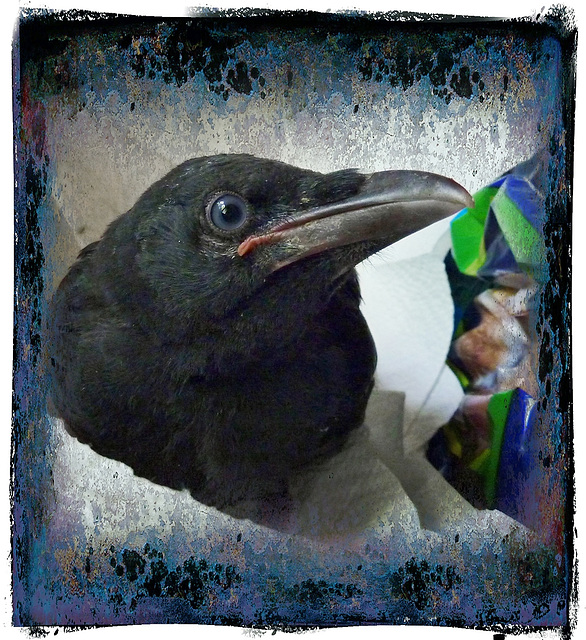 my little ravencrow
