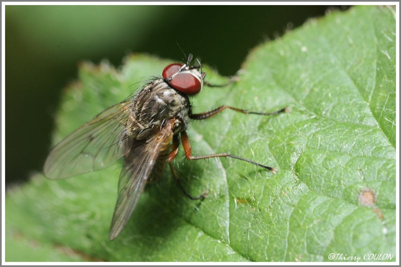 Mouche 1