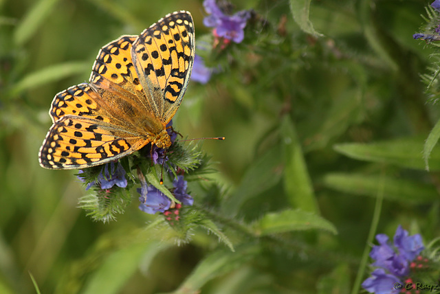 Dark Green Fritillary Argynnis aglaja