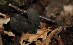 Dead Man's Finger Fungi