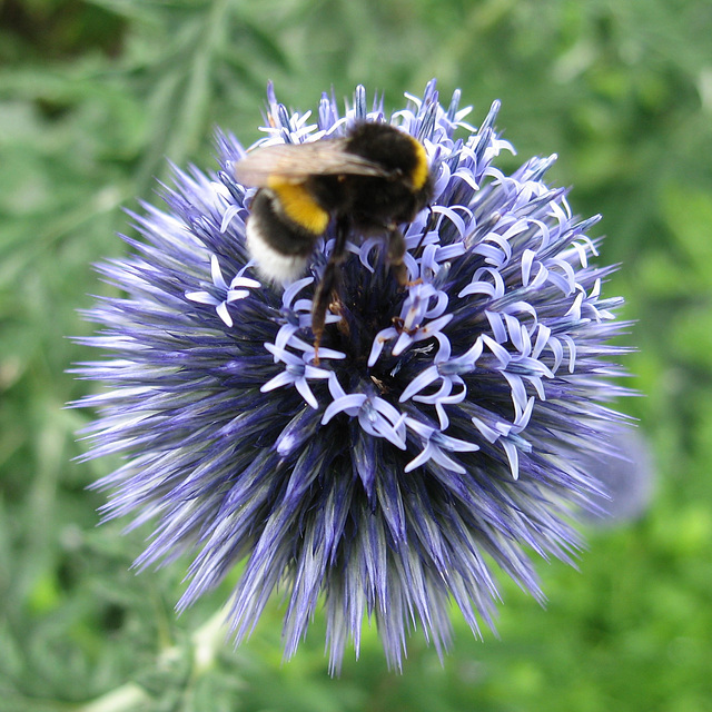 Hummel auf Kugeldistel