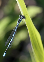 Coenagrion puella