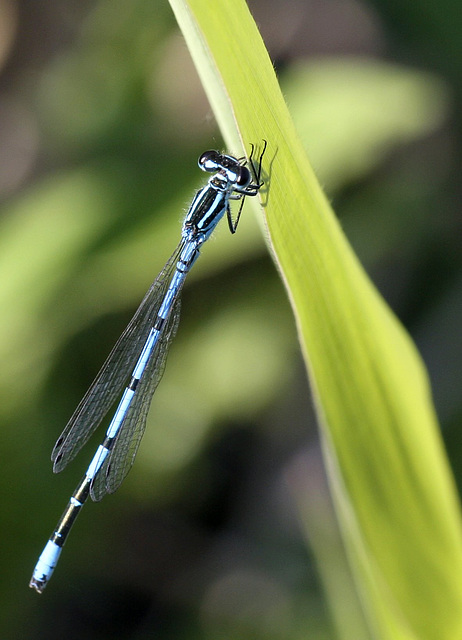 Coenagrion puella