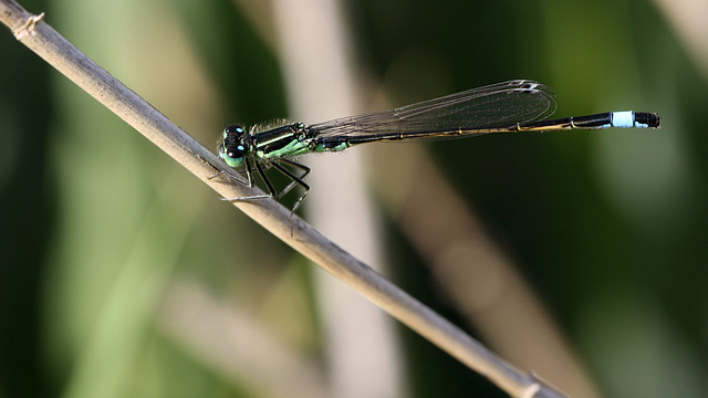 Agrion