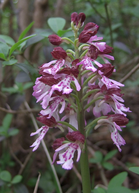 Orchis pourprée