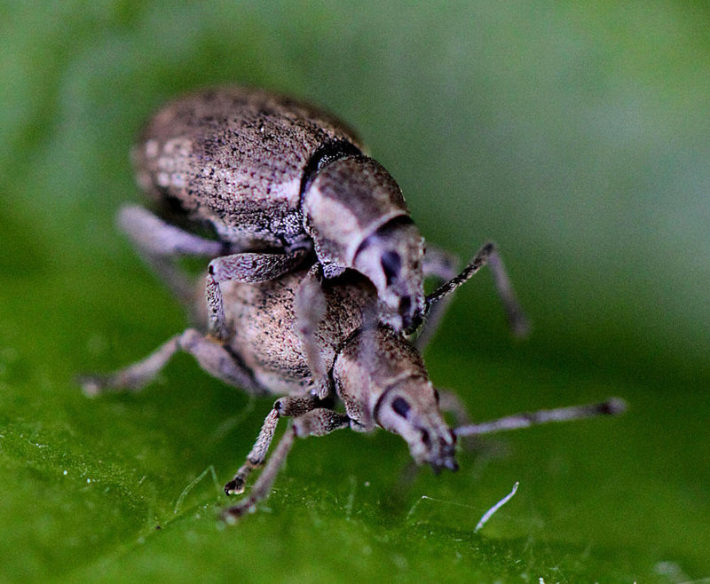 20100525 4479Mw [D~LIP] Grauer Knospenrüssler (Peritelus sphaeroides), Bad Salzuflen