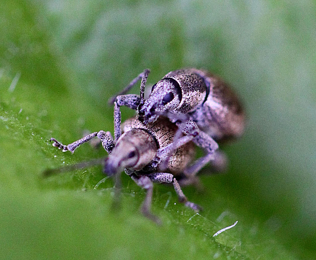 20100525 4482Mw [D~LIP] Grauer Knospenrüssler (Peritelus sphaeroides), Bad Salzuflen