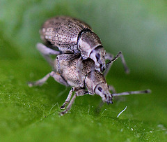 20100525 4480Mw [D~LIP] Grauer Knospenrüssler (Peritelus sphaeroides), Bad Salzuflen