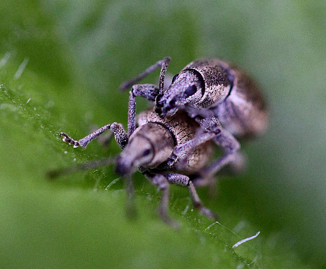 20100525 4483Mw [D~LIP] Grauer Knospenrüssler (Peritelus sphaeroides), Bad Salzuflen