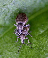 20100525 4489Mw [D~LIP] Grauer Knospenrüssler (Peritelus sphaeroides), Bad Salzuflen