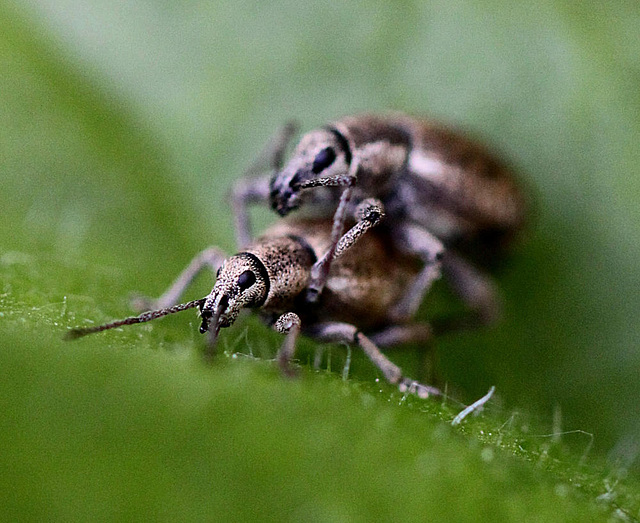 20100525 4487Mw [D~LIP] Grauer Knospenrüssler (Peritelus sphaeroides), Bad Salzuflen